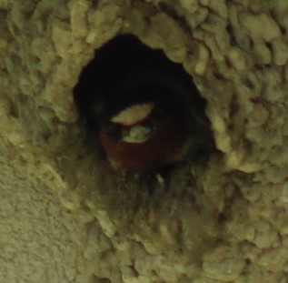 Cliff Swallow - ML636968078