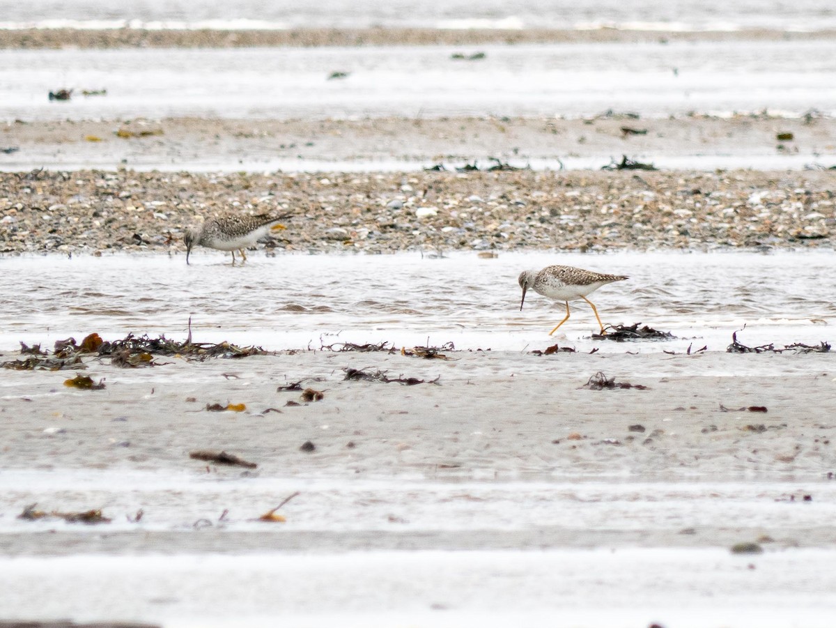 Greater Yellowlegs - ML636968079