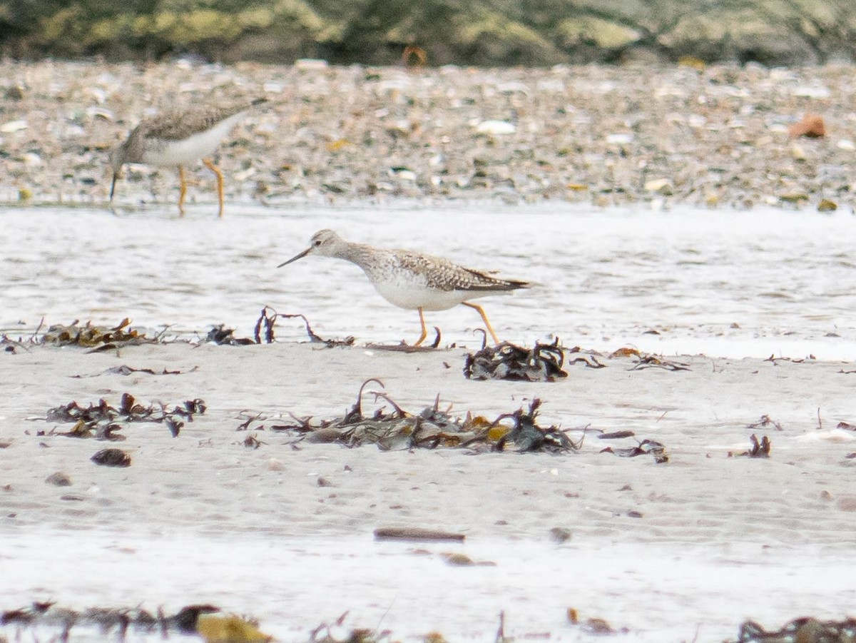 Greater Yellowlegs - ML636968080