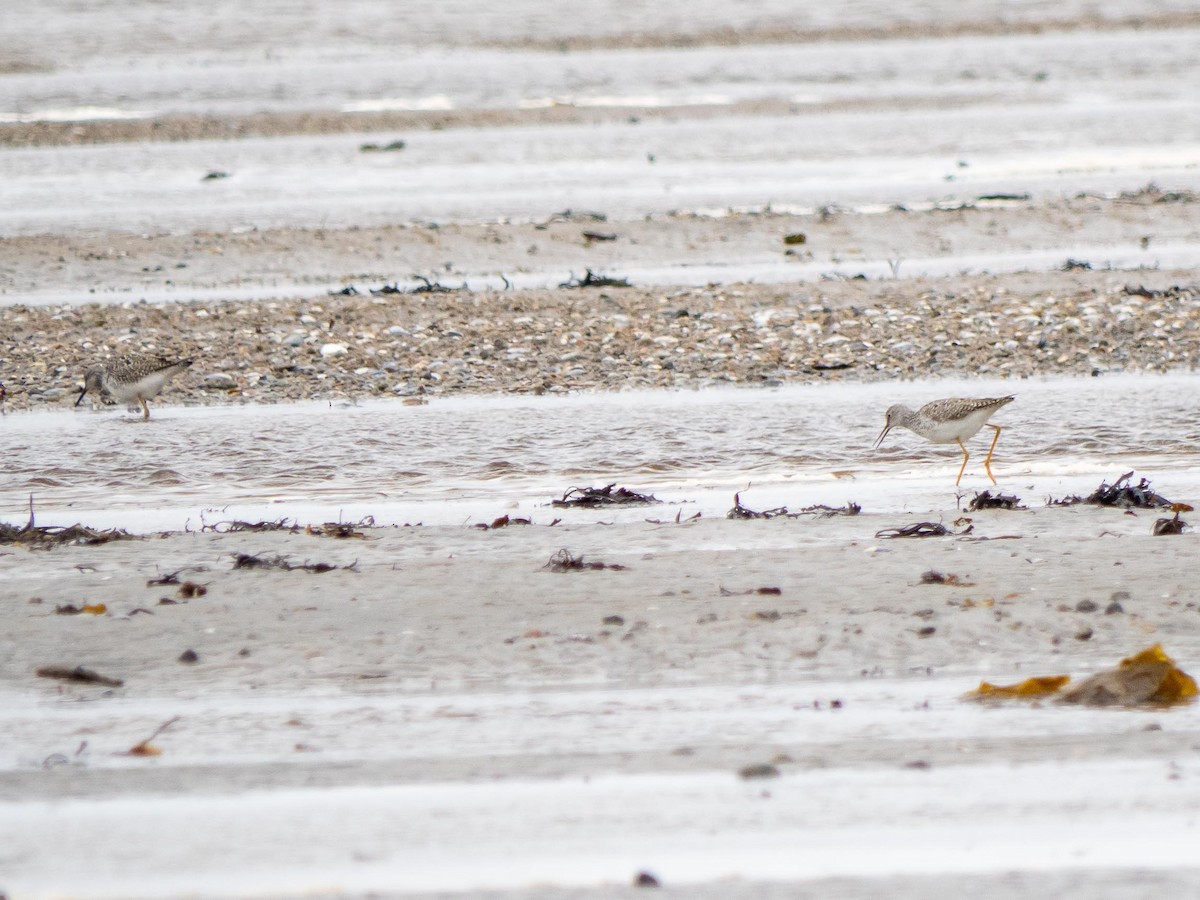 Greater Yellowlegs - ML636968081
