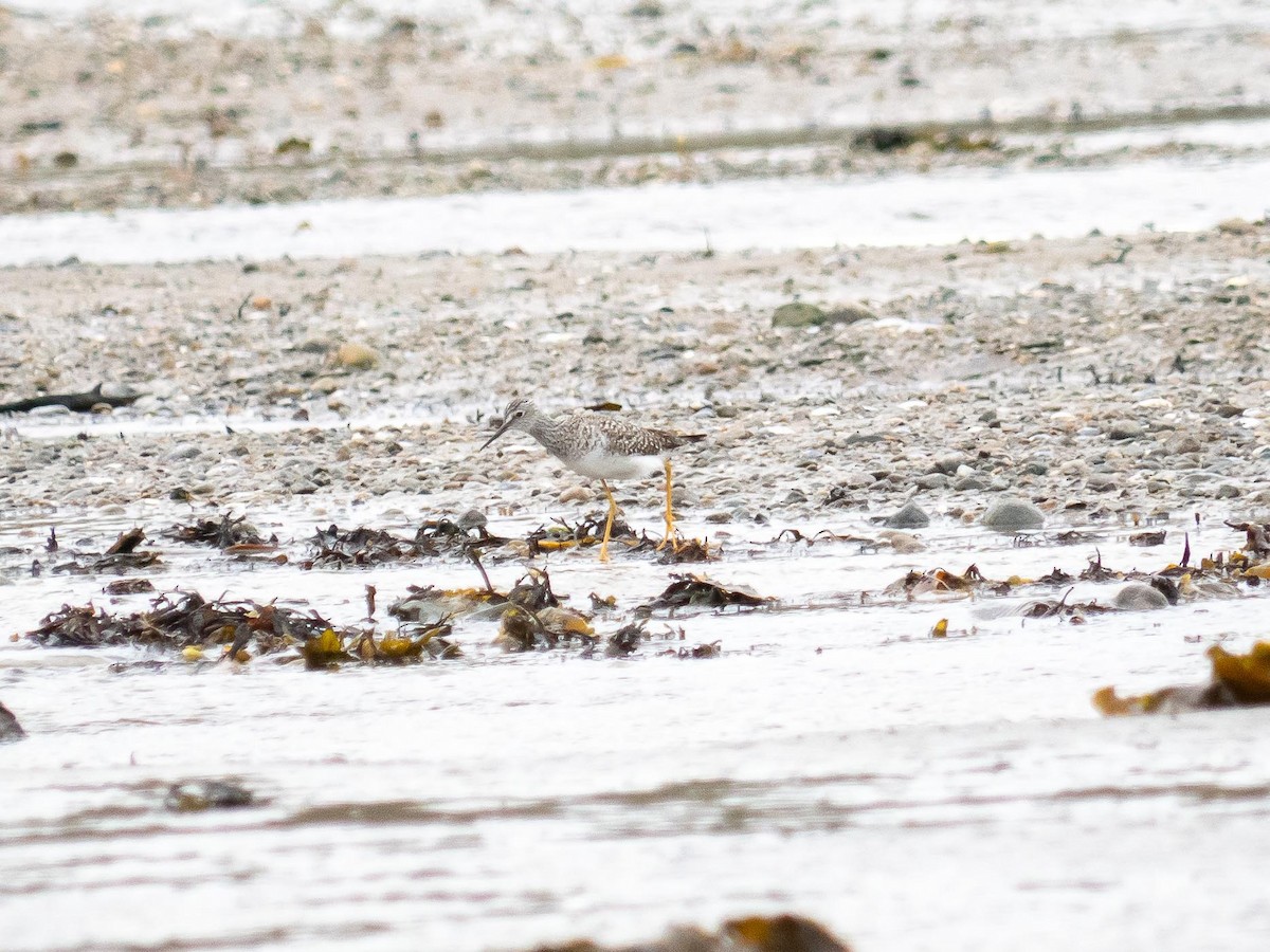 Greater Yellowlegs - ML636968082