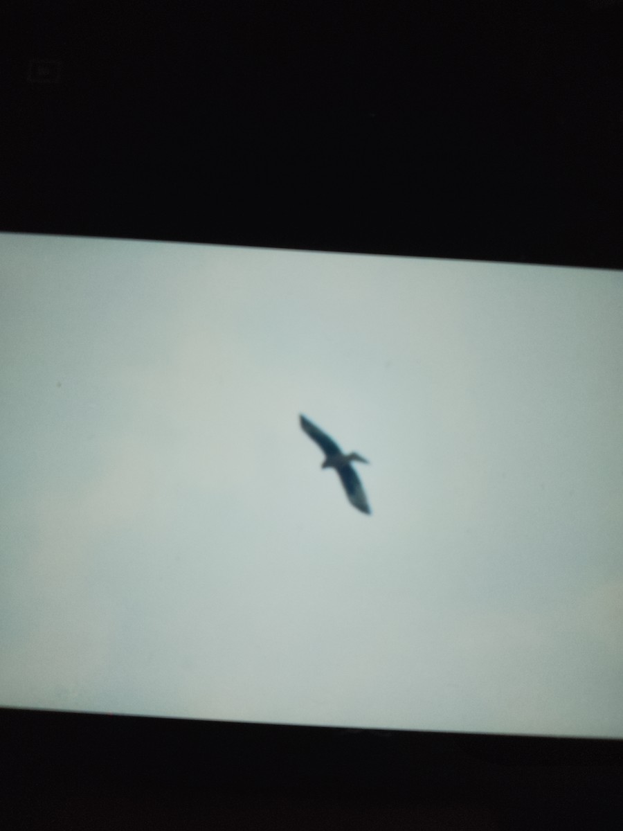 Little Eagle - ML636968087