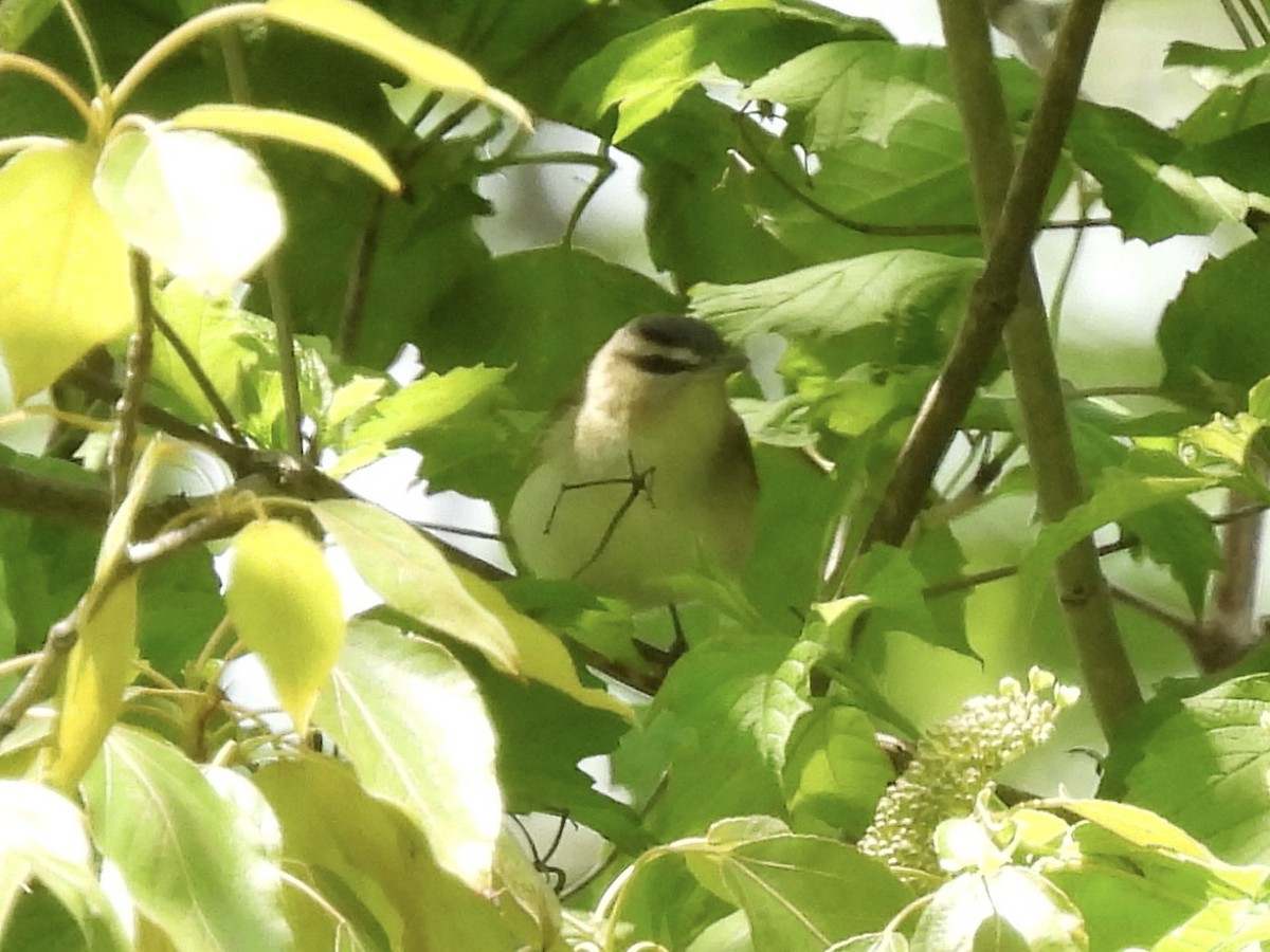 Red-eyed Vireo - ML636968089