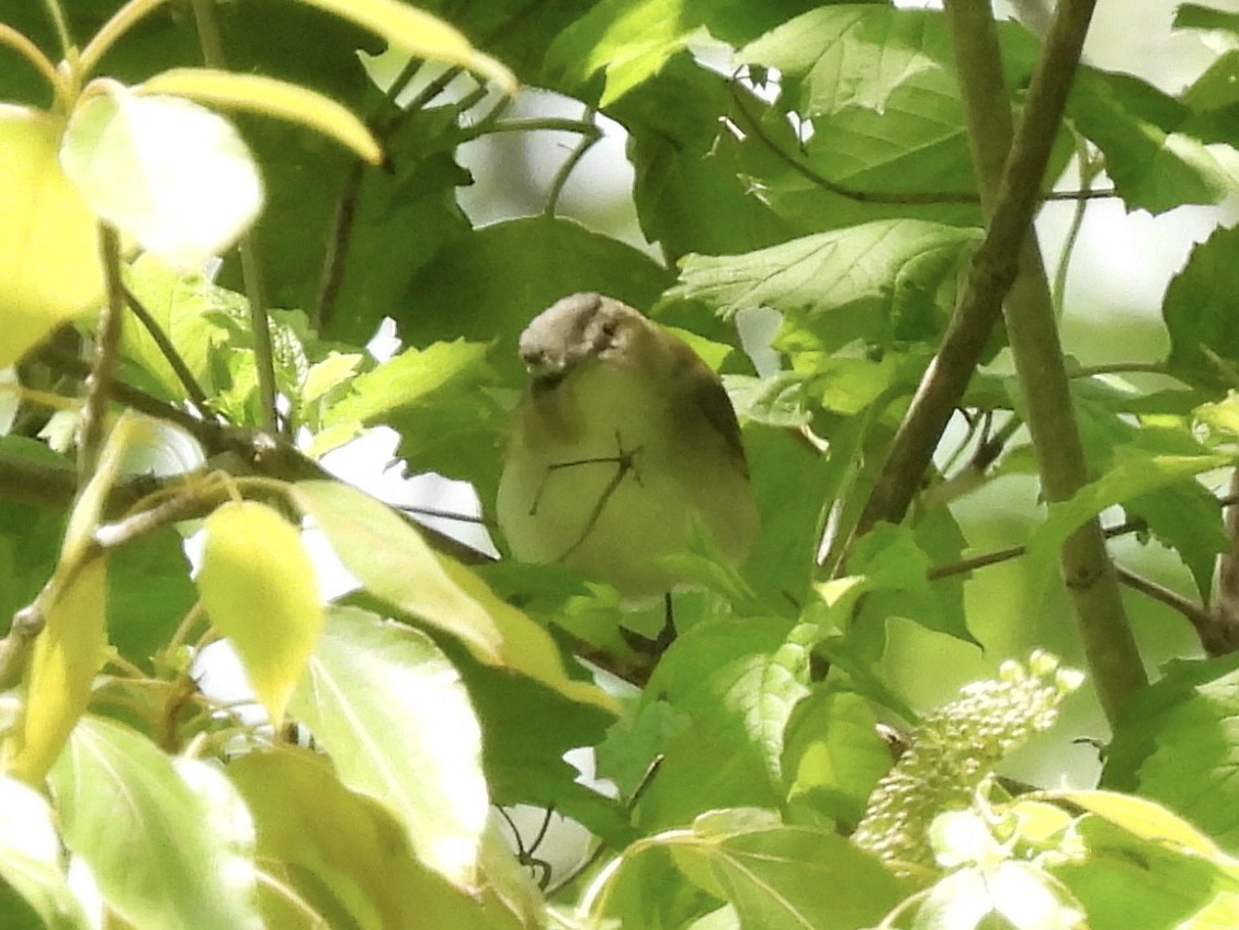 Red-eyed Vireo - ML636968090