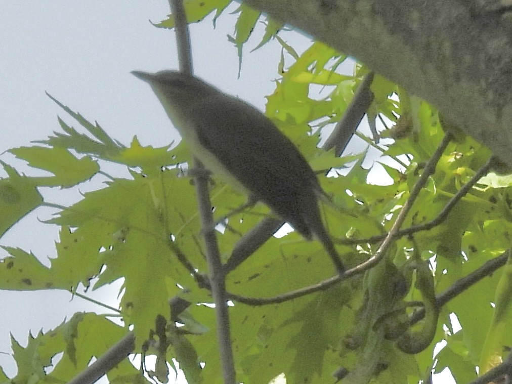 Red-eyed Vireo - ML636968091