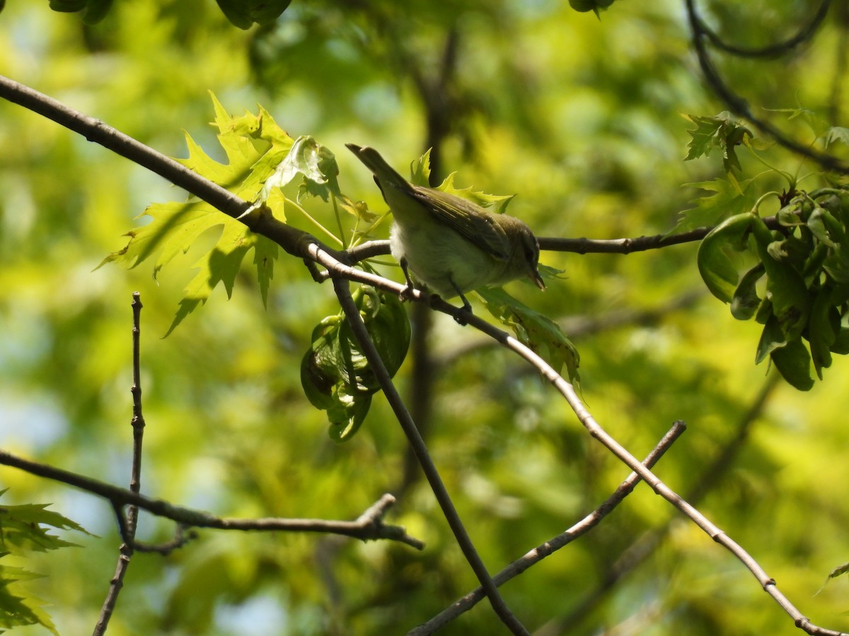 Red-eyed Vireo - ML636968092