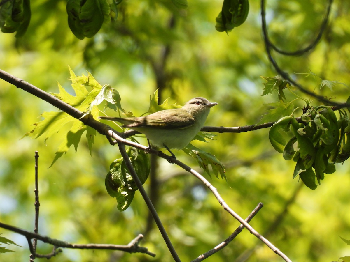 Red-eyed Vireo - ML636968093