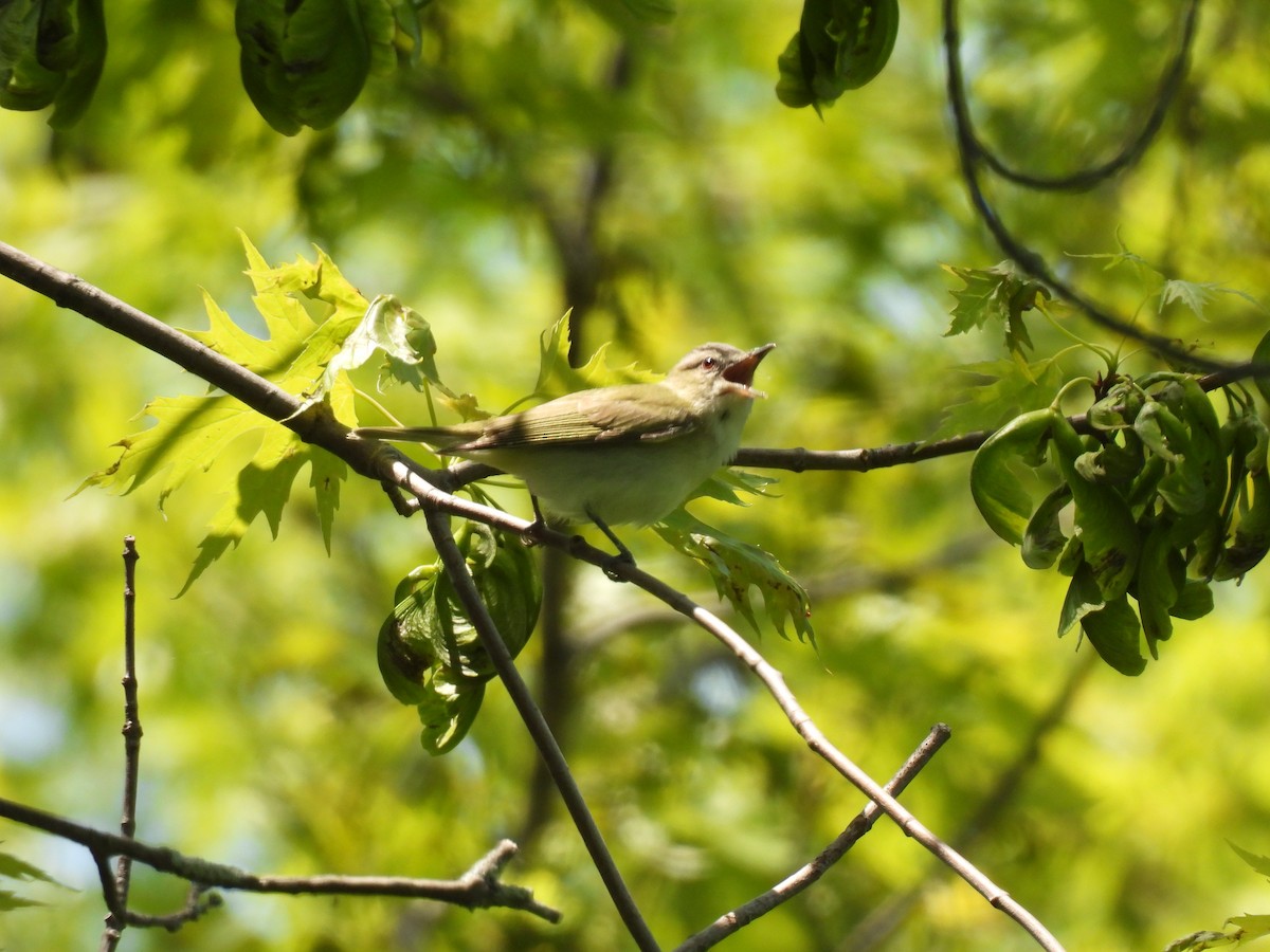 Red-eyed Vireo - ML636968094