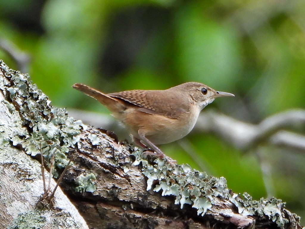 Southern House Wren - ML636968096