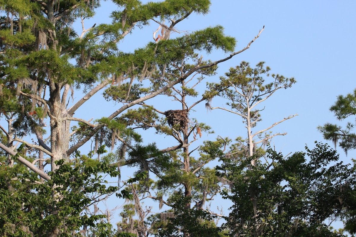 Bald Eagle - ML636968097