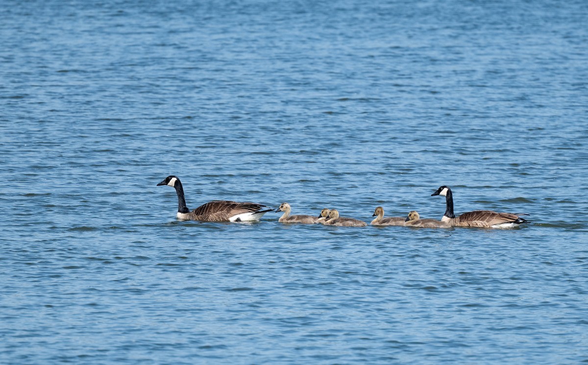 Canada Goose - ML636968099