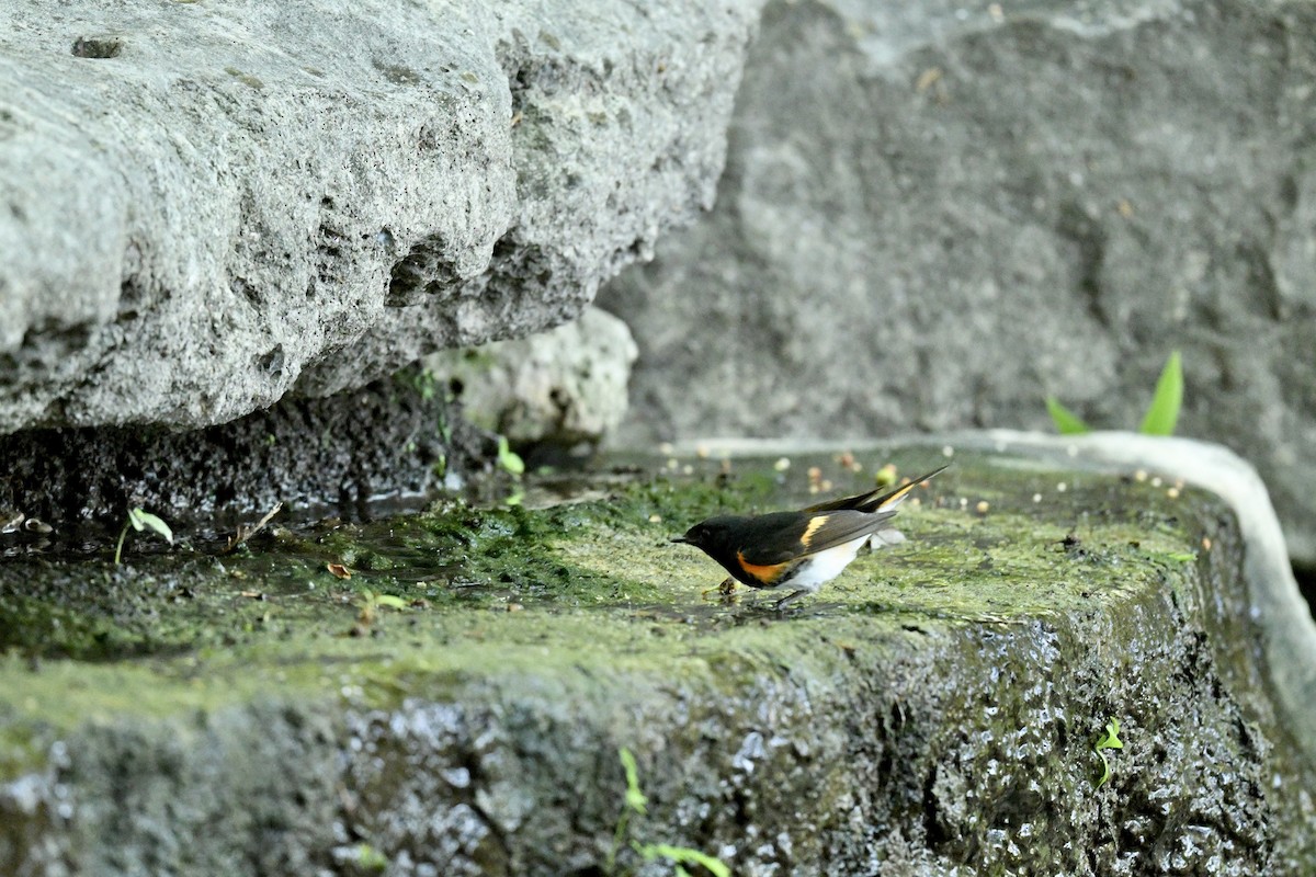 American Redstart - ML636968102