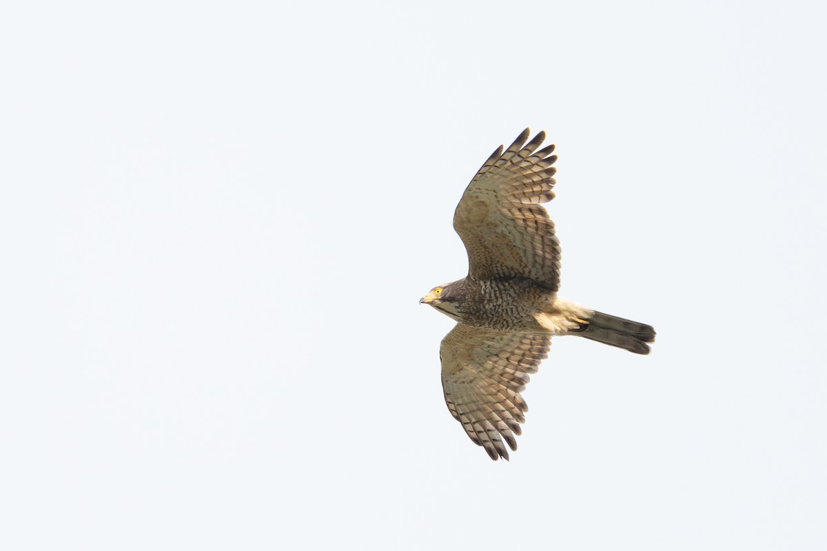 Gray-faced Buzzard - ML636968103