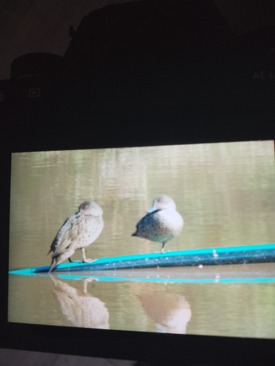 Gray Teal - ML636968109