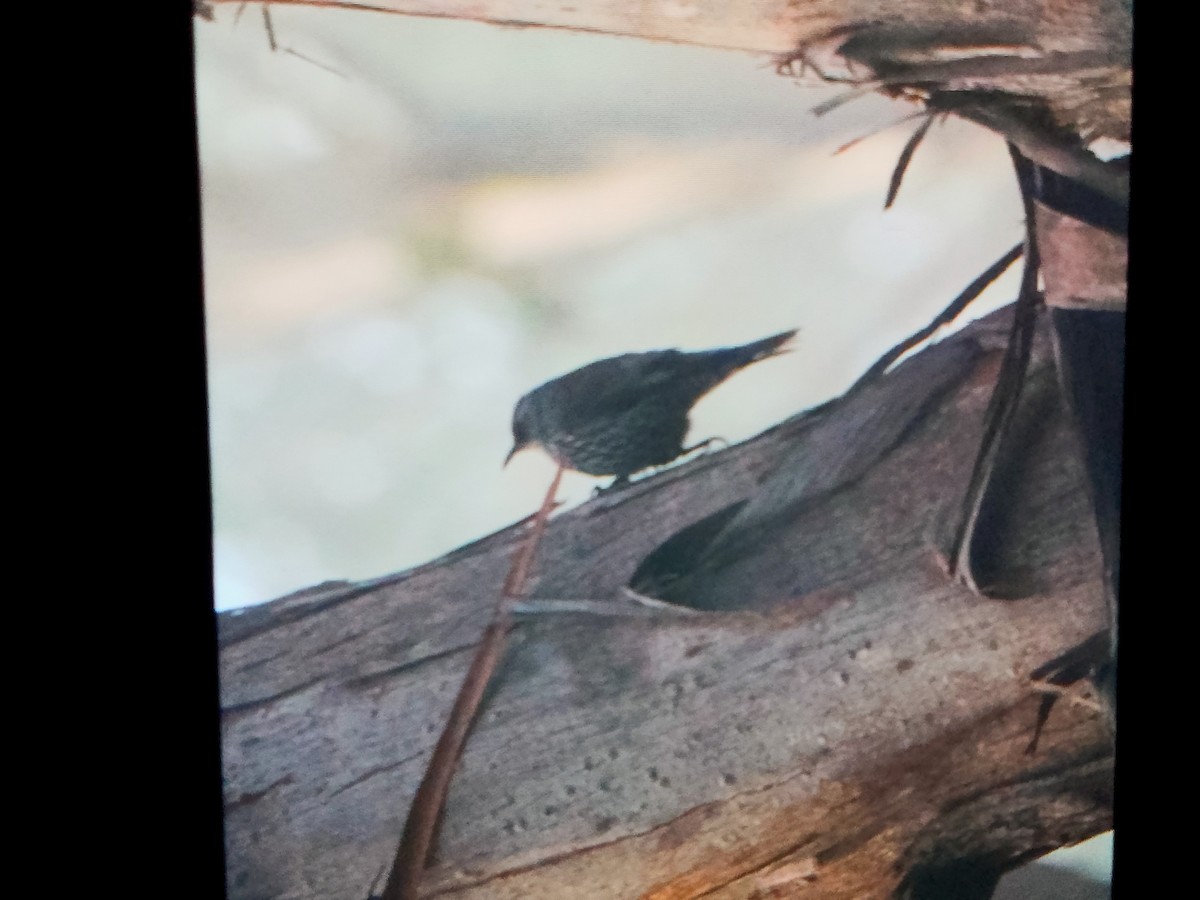 Red-browed Treecreeper - ML636968174