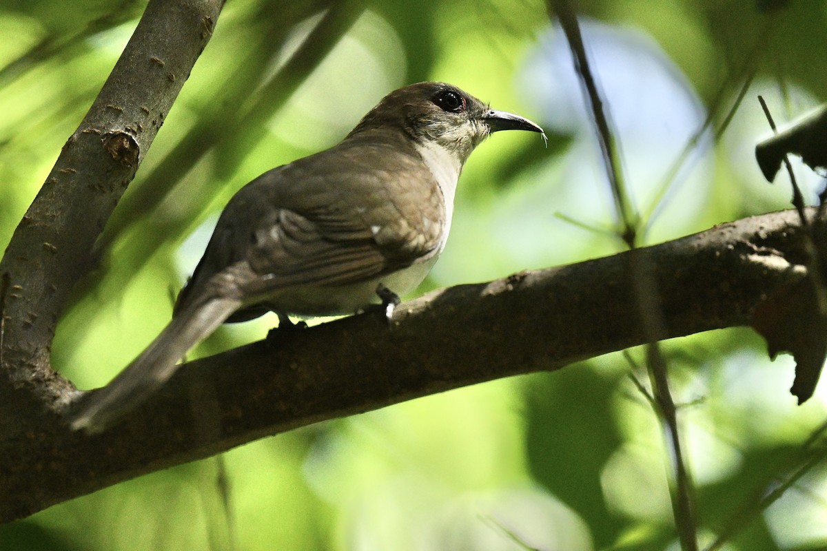 Black-billed Cuckoo - ML636968269