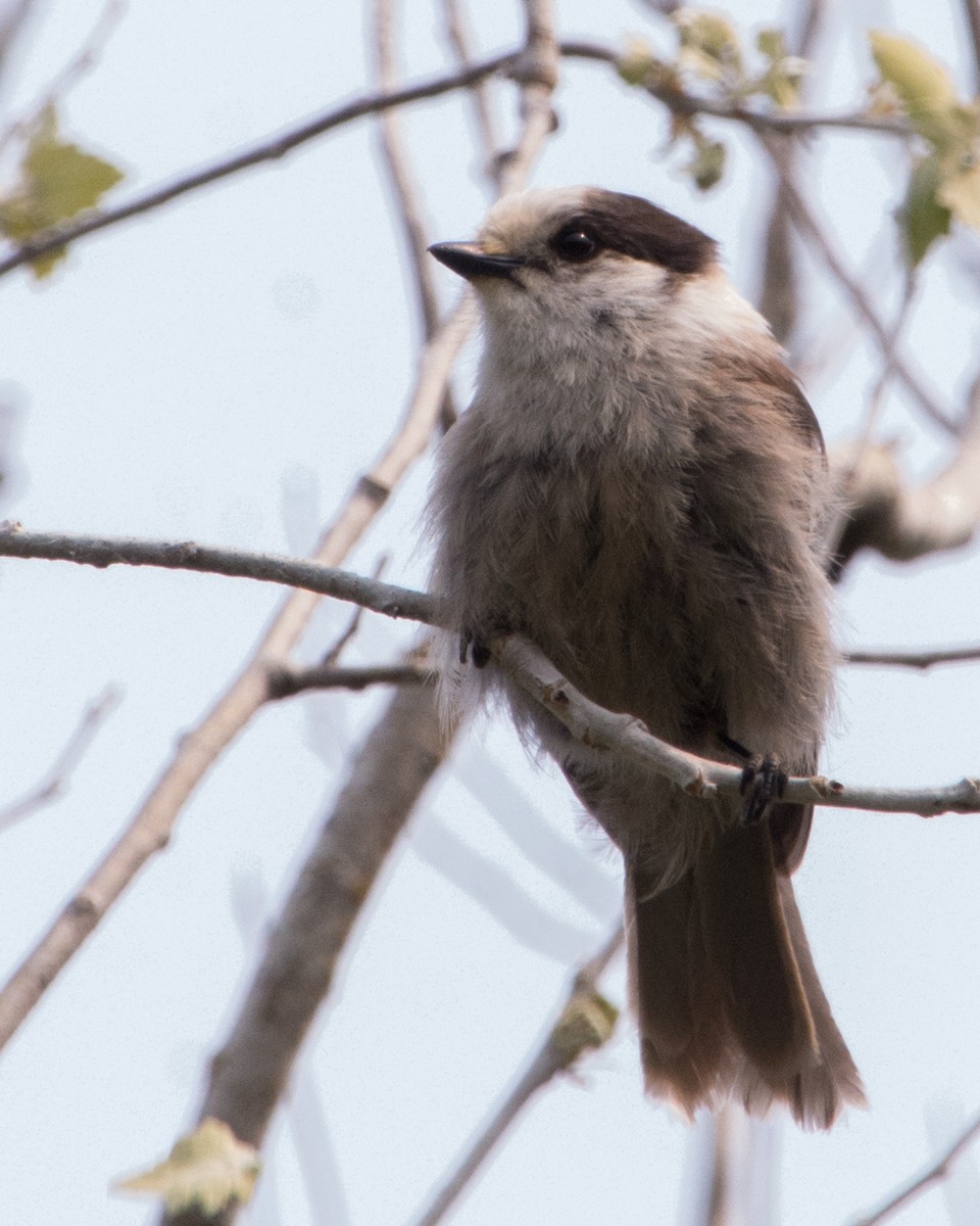 Canada Jay (Boreal) - ML636968285