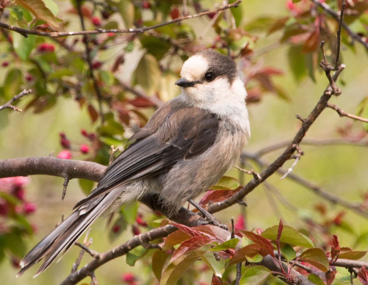 Canada Jay (Boreal) - ML636968286
