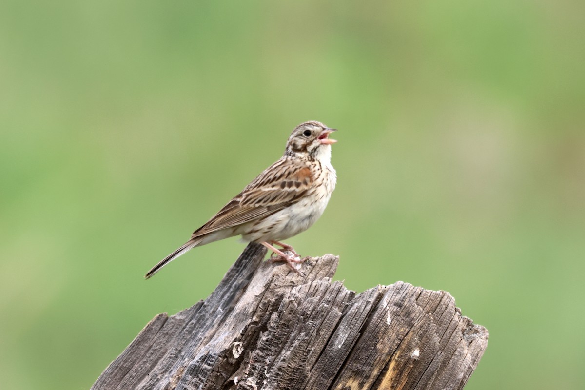 Vesper Sparrow - ML636968302