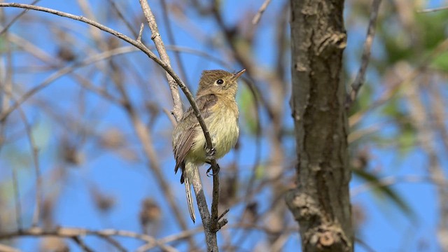 Western Flycatcher (Pacific-slope) - ML636968318
