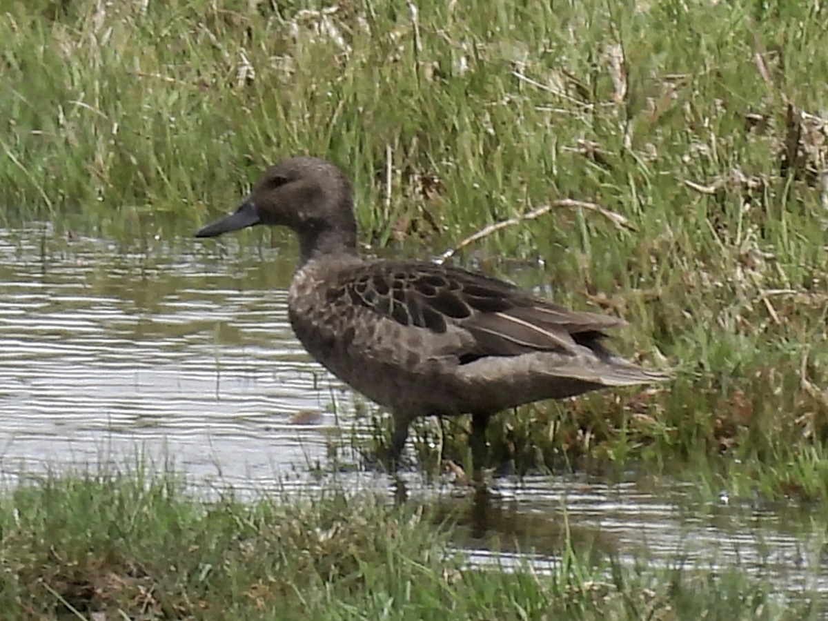Andean Teal - ML636968322