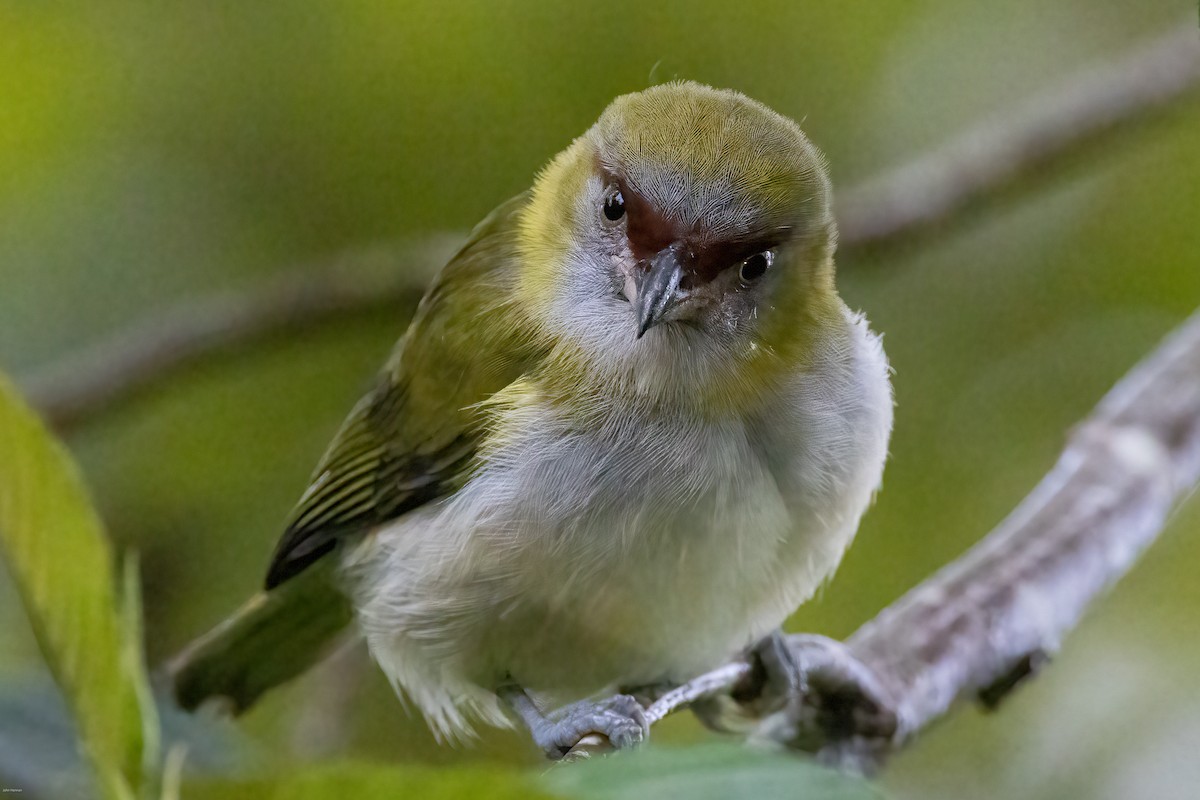 Black-billed Peppershrike - ML636968365