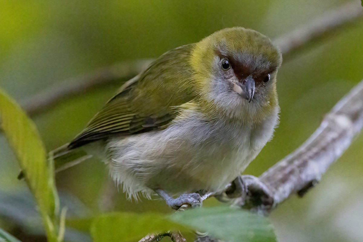 Black-billed Peppershrike - ML636968367