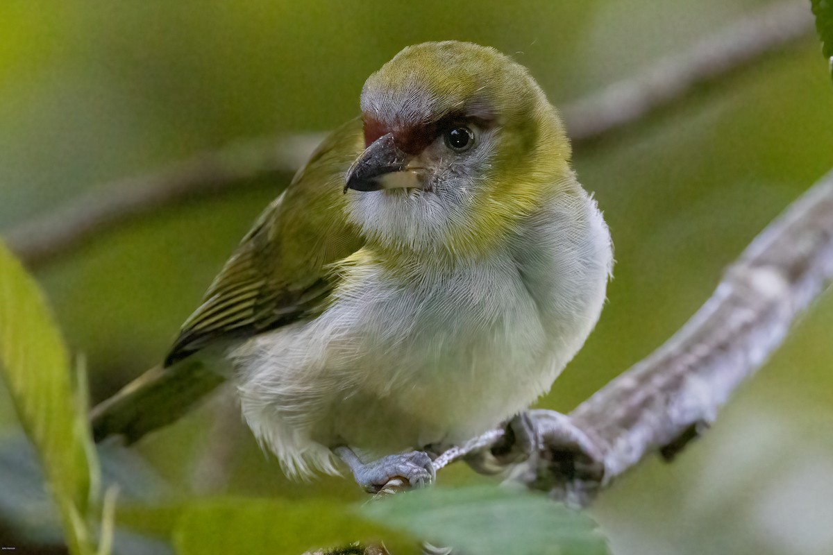 Black-billed Peppershrike - ML636968368