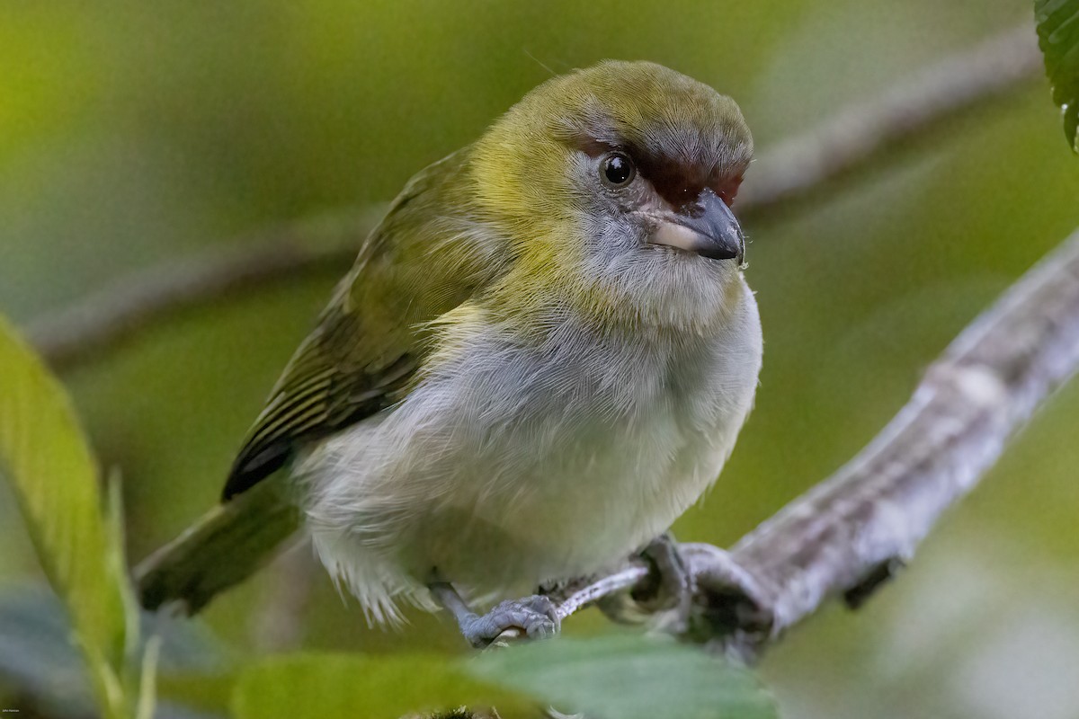 Black-billed Peppershrike - ML636968369