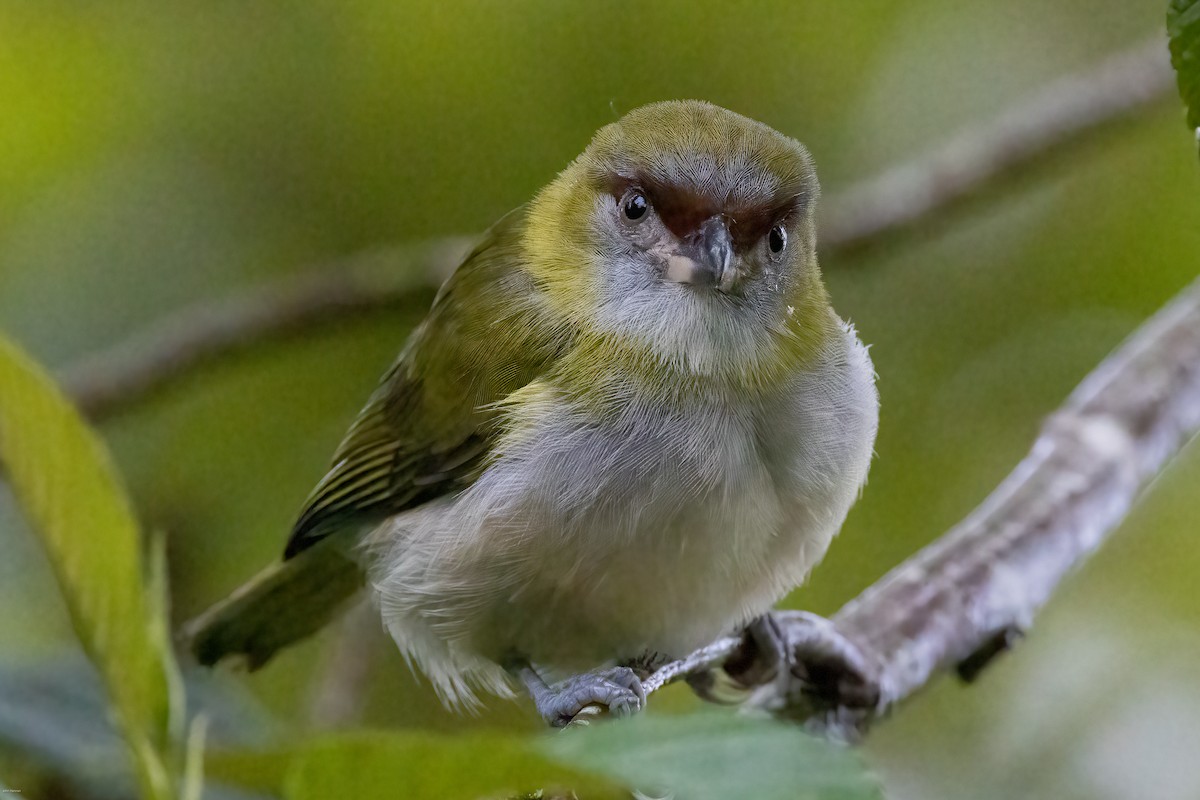 Black-billed Peppershrike - ML636968370
