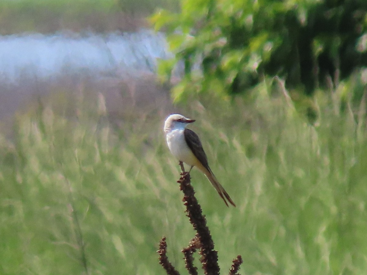 Scissor-tailed Flycatcher - ML636968444