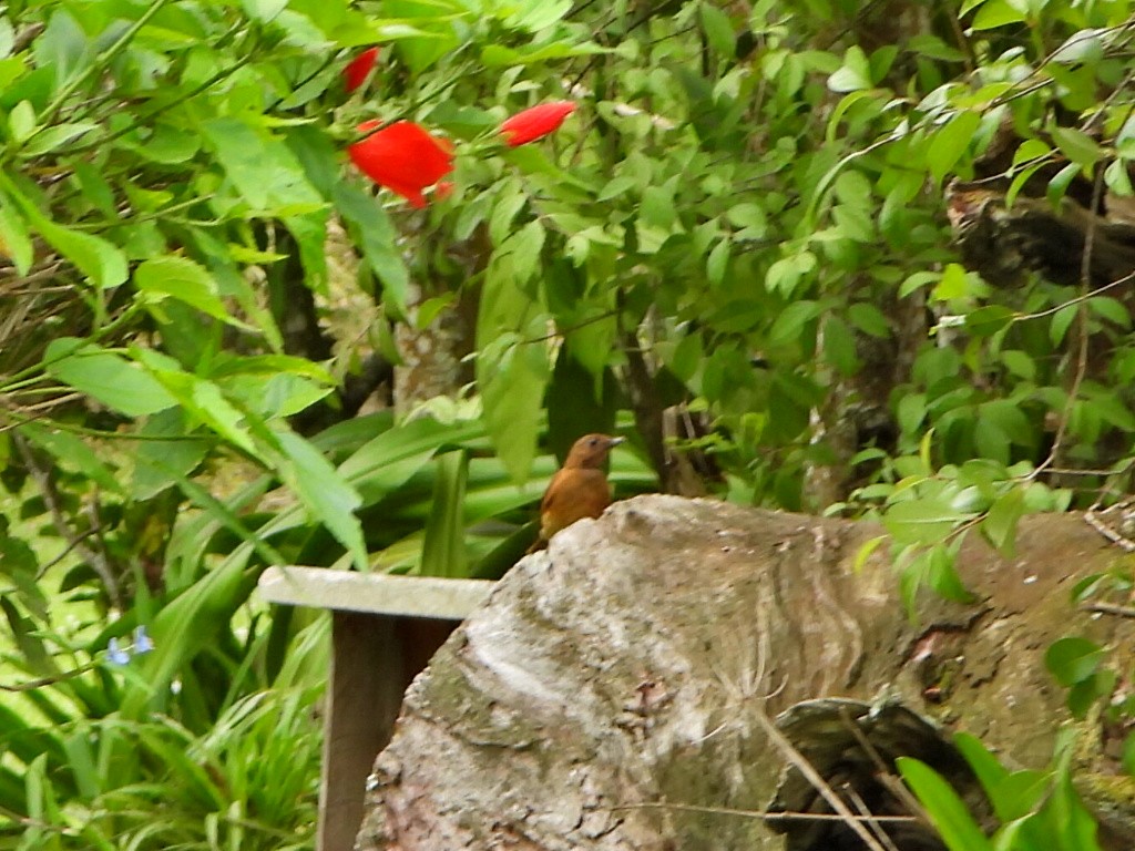 Cocoa Thrush - ML636968508