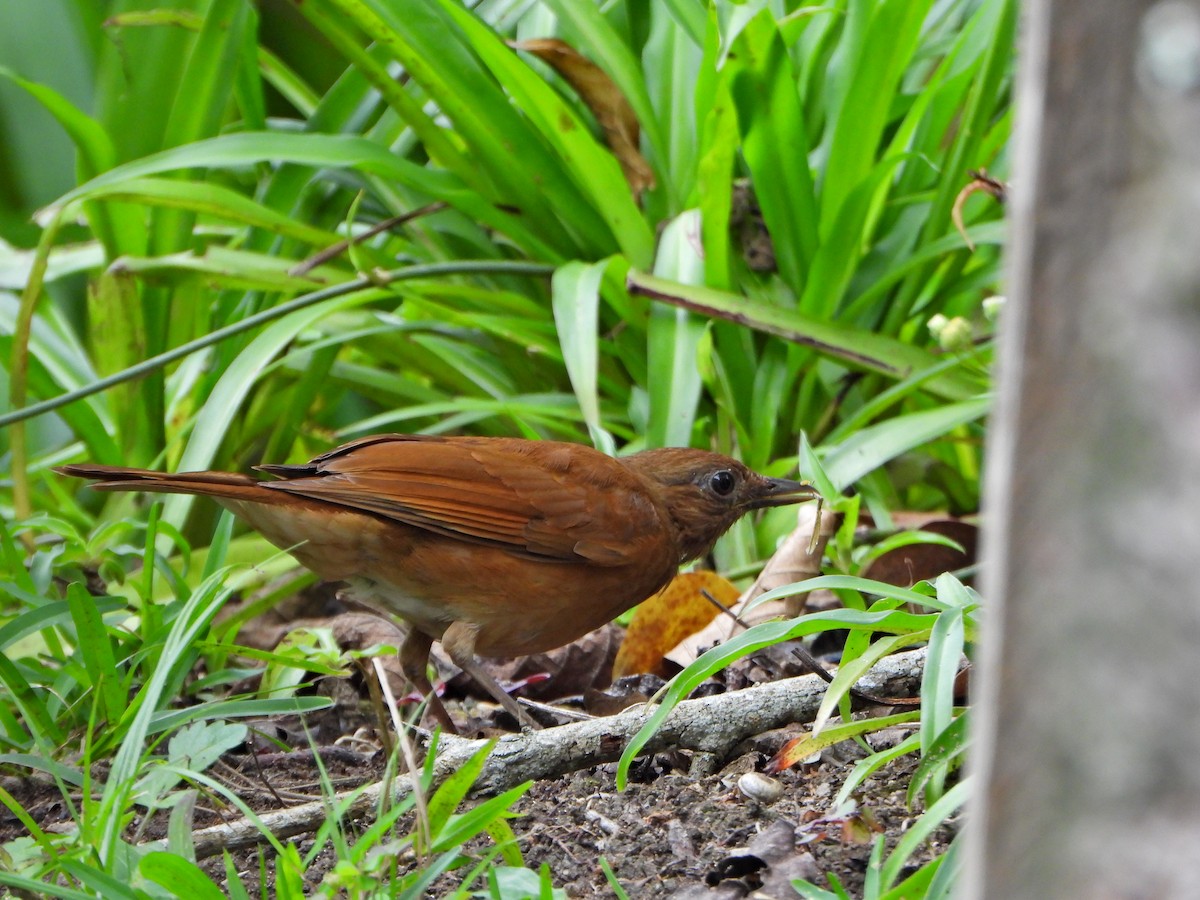 Cocoa Thrush - ML636968511