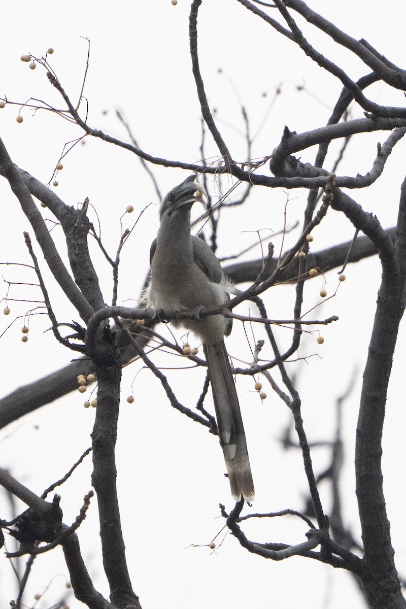 Indian Gray Hornbill - ML636968536