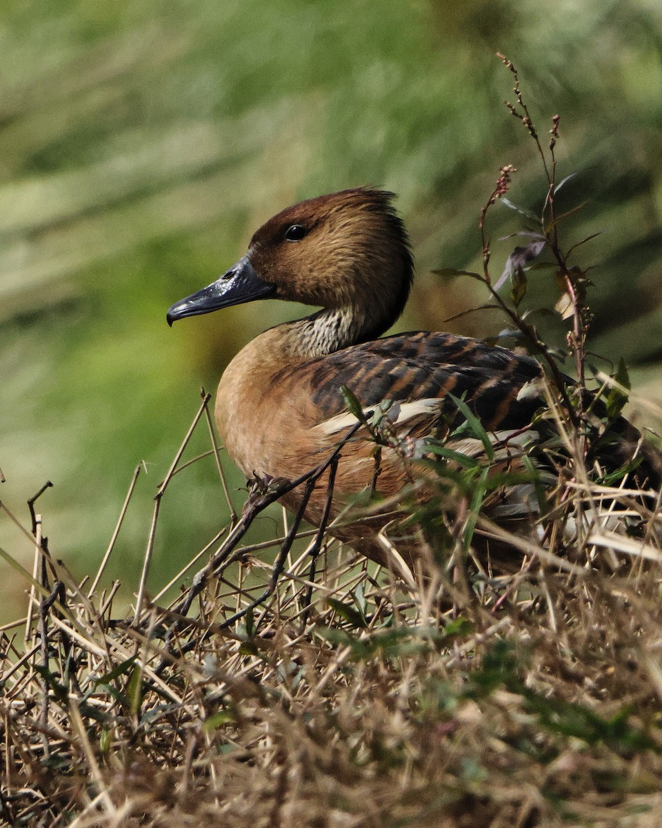 Fulvous Whistling-Duck - ML636968559
