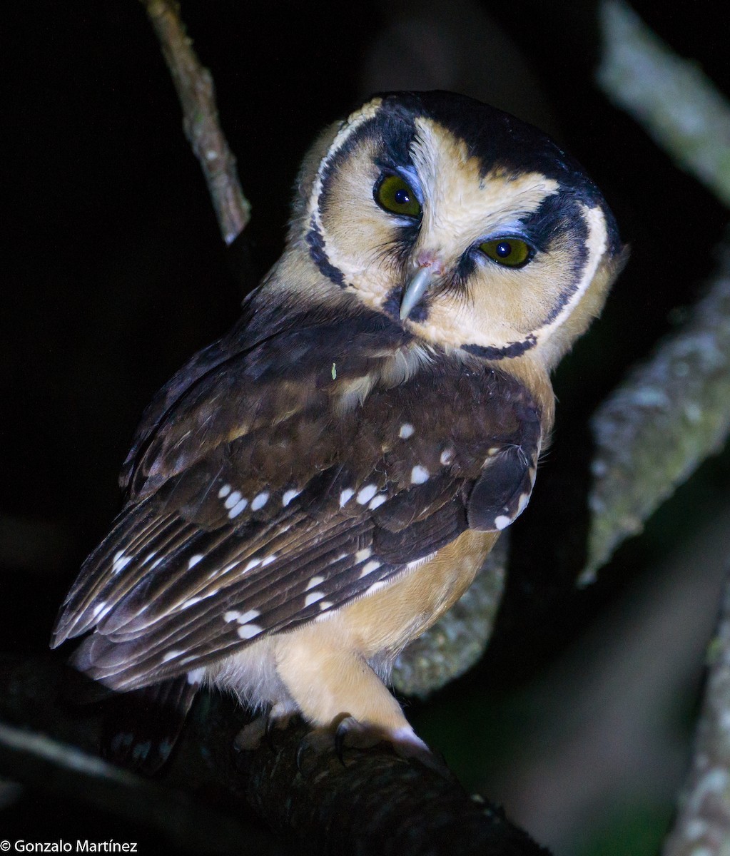 Buff-fronted Owl - ML636968578