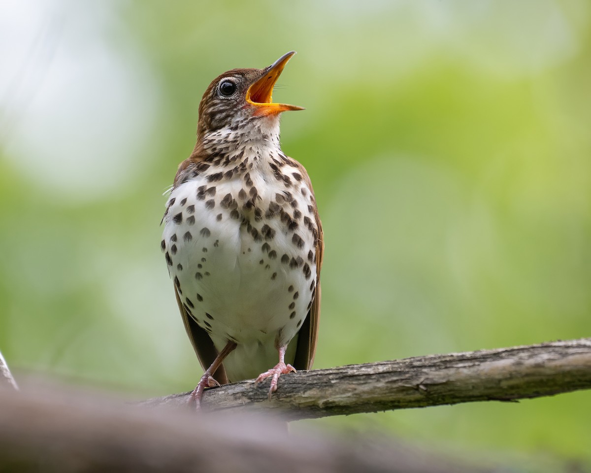 Wood Thrush - Alan Bloom