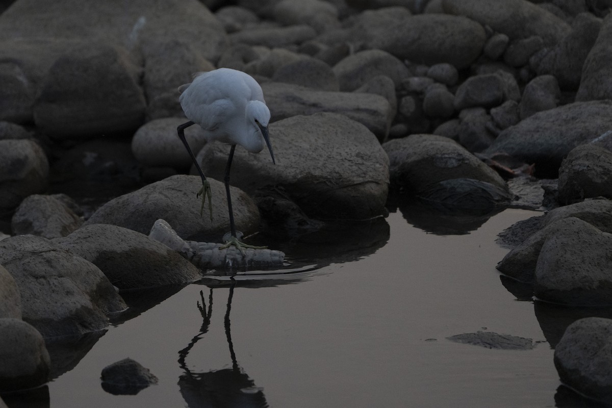 Little Egret - ML636968652