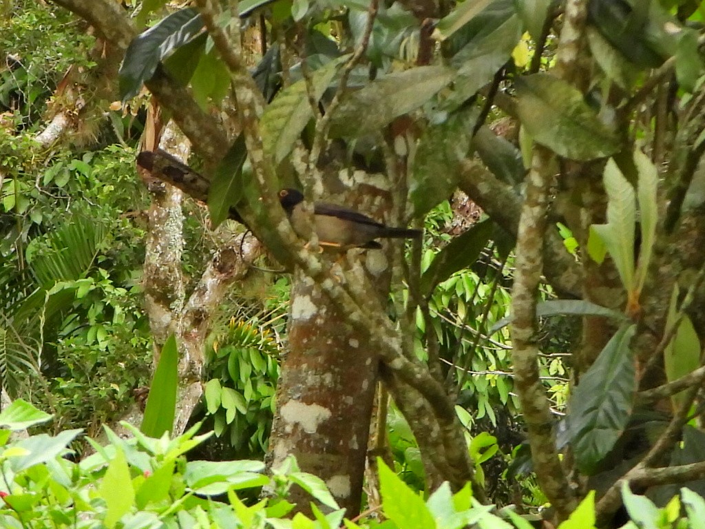 Black-hooded Thrush - ML636968694