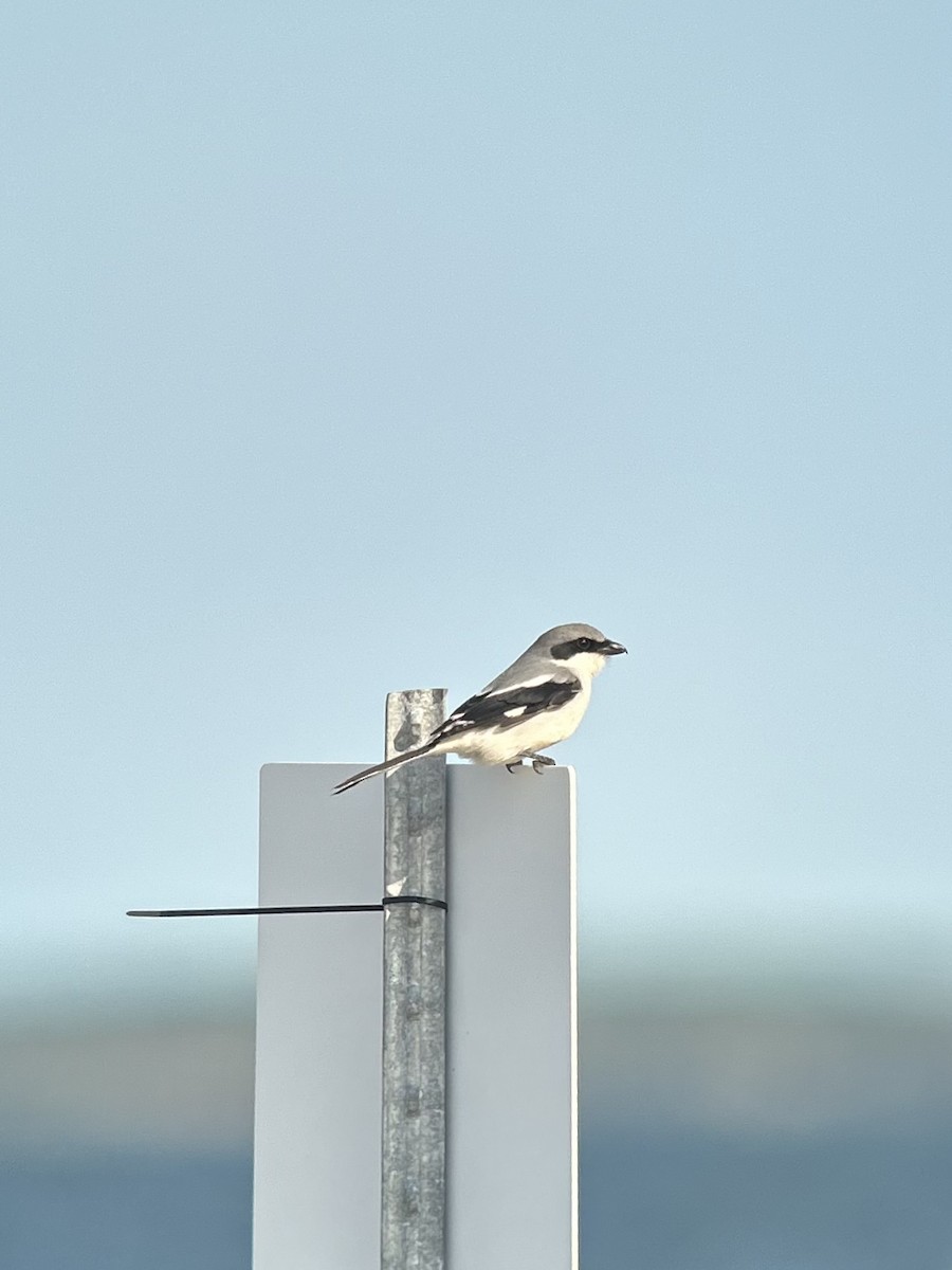 Loggerhead Shrike - ML636968736