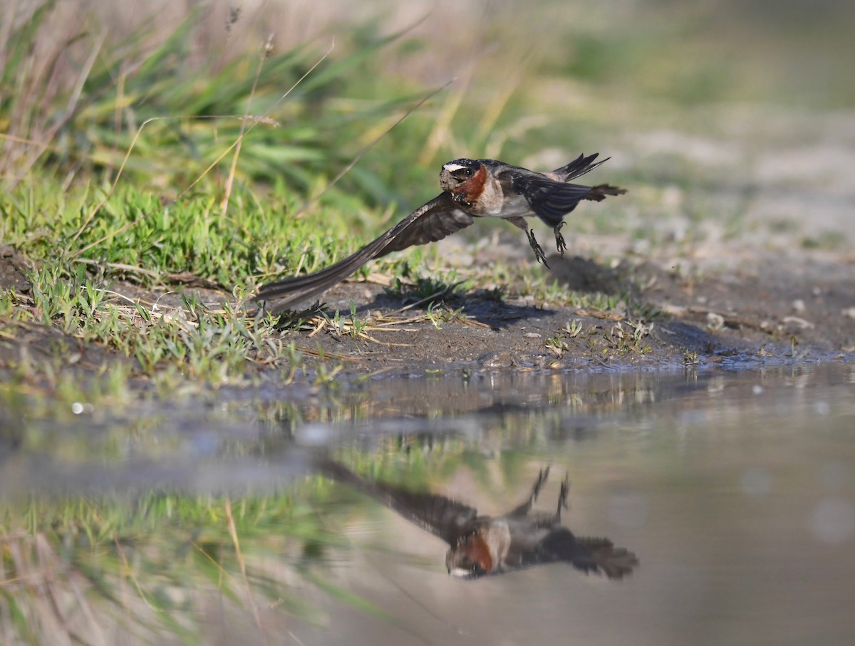 Cliff Swallow (pyrrhonota Group) - Kalin Ocaña