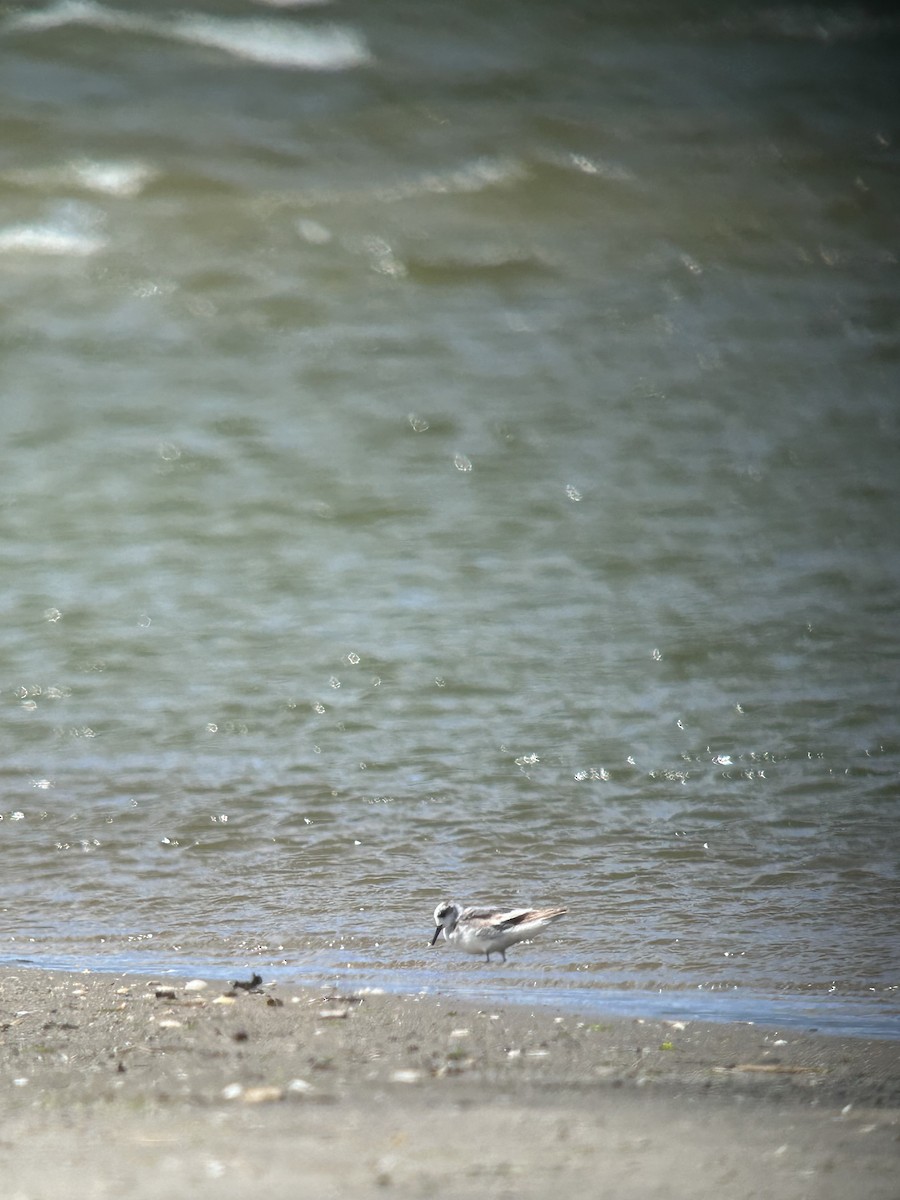 Red Phalarope - ML636968767