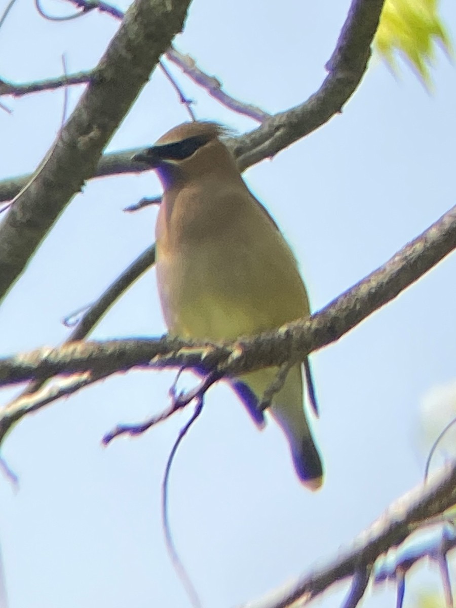 Cedar Waxwing - ML636968853