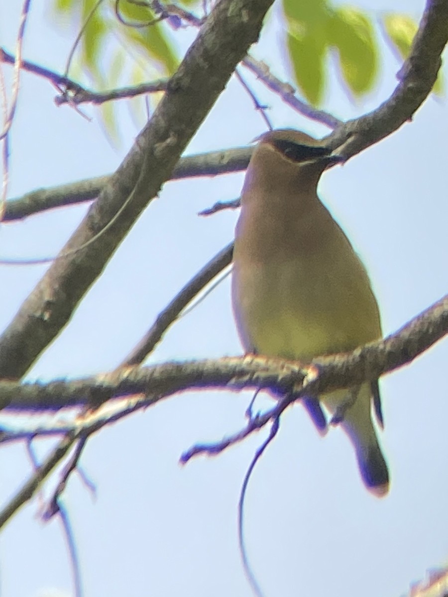 Cedar Waxwing - ML636968854