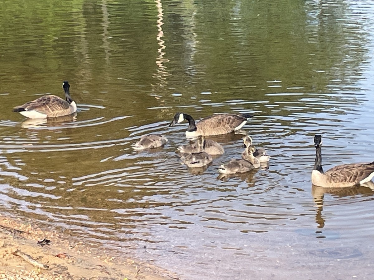 Canada Goose - ML636968894