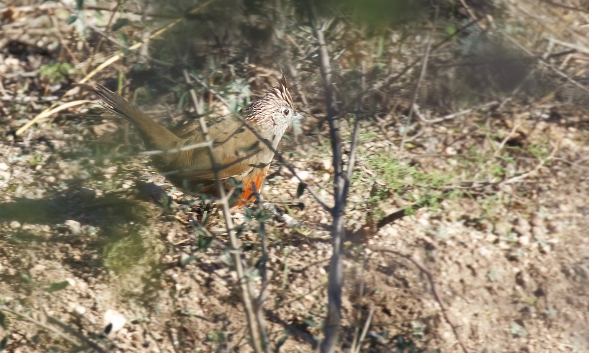 Crested Gallito - ML636968956
