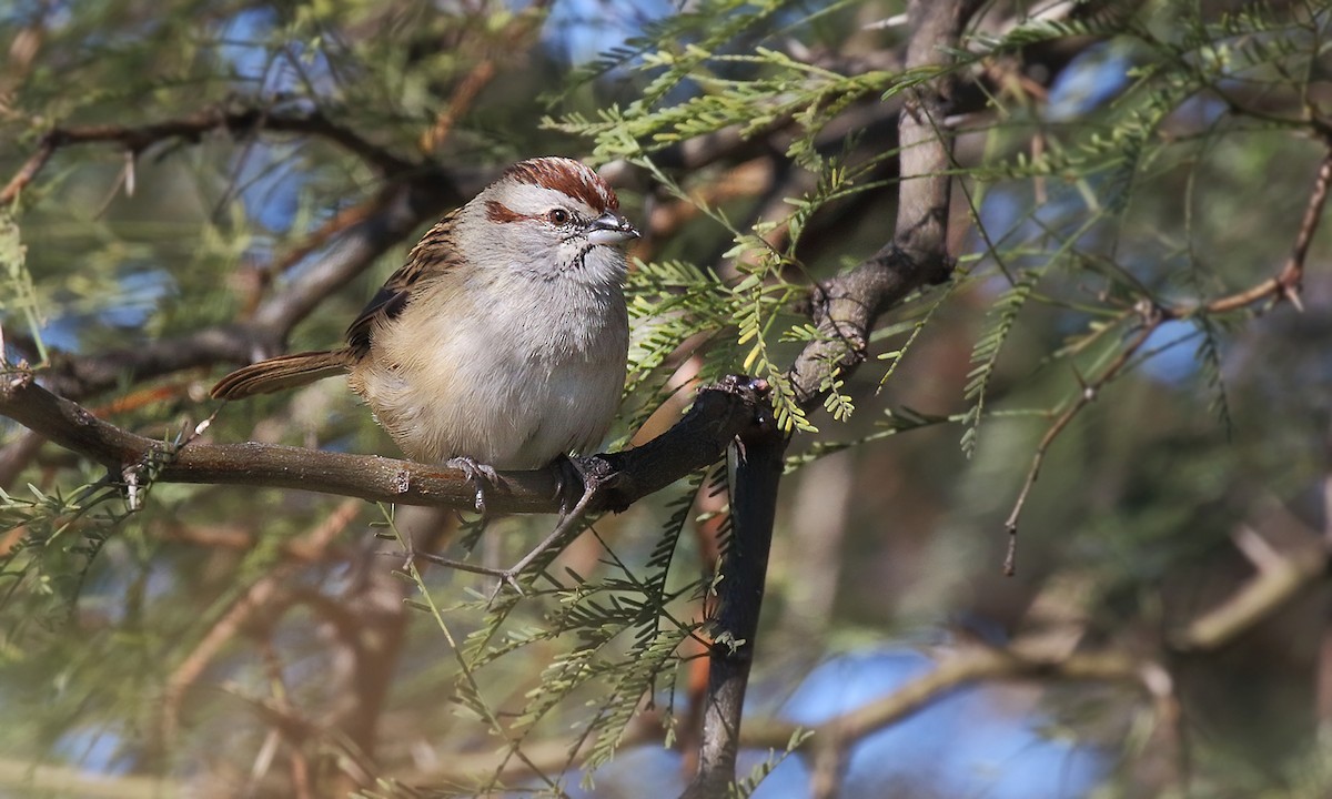 Chaco Sparrow - ML636969040