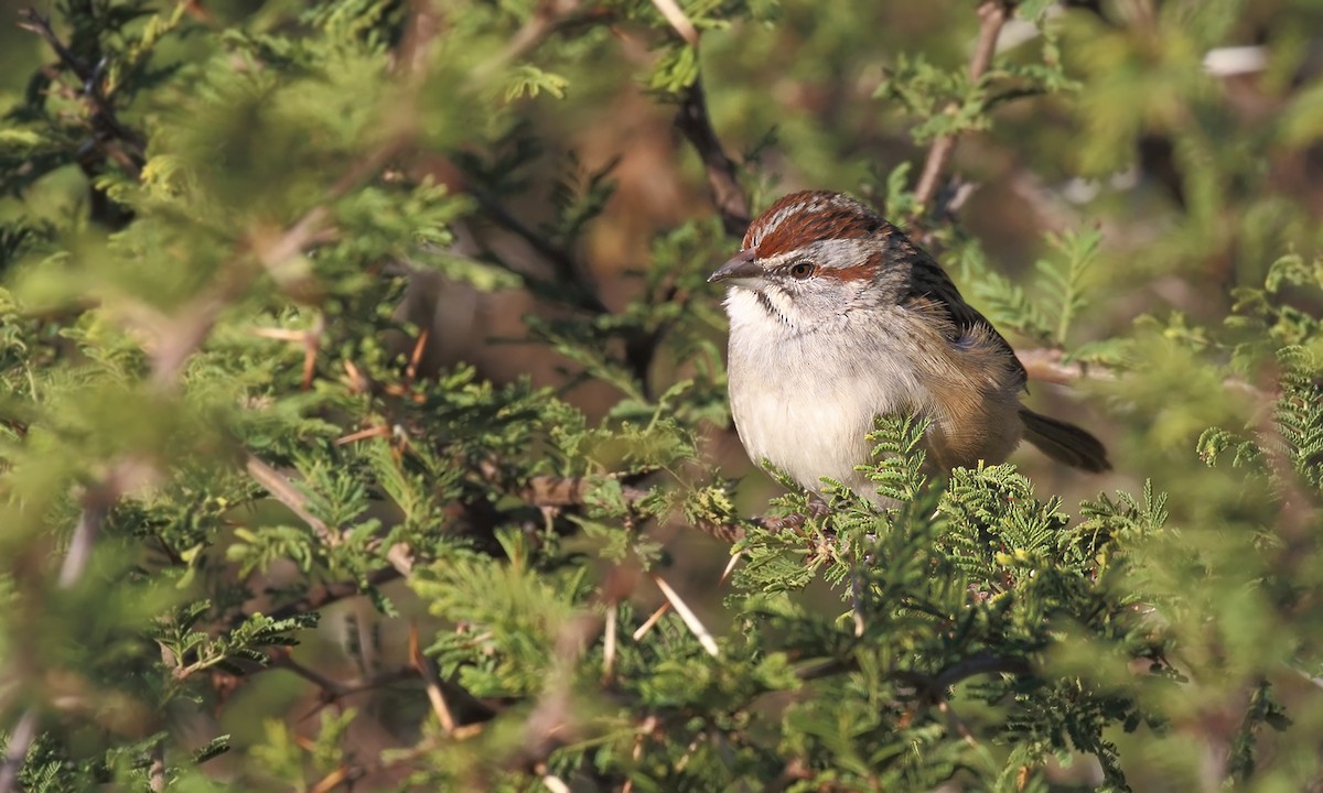 Chaco Sparrow - ML636969044