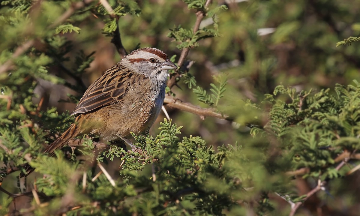 Chaco Sparrow - ML636969049