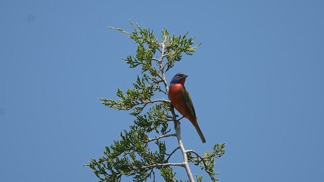 Painted Bunting - ML636969059